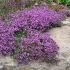 Thymus praecox ´Coccineus´
