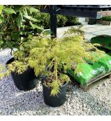 Acer palmatum dissectum ´Viridis´ na kmienku