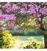 Cornus florida ´Rubra´ na kmienku