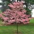 Cornus florida ´Rubra´ na kmienku