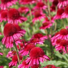 Echinacea purp.´Delicious Candy´ Ⓡ