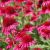 Echinacea purp.´Delicious Candy´ Ⓡ