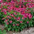 Echinacea purp.´Delicious Candy´ Ⓡ