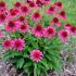 Echinacea purp.´Delicious Candy´ Ⓡ