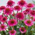 Echinacea purp.´Delicious Candy´ Ⓡ