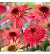 Echinacea purp.´Raspberry Truffle´ Ⓡ