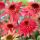 Echinacea purp.´Raspberry Truffle´ Ⓡ