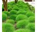 Festuca gautieri ´Pic Carlit´ 9x9 / 0,5L