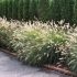 Pennisetum alopecuroides ´Hameln´