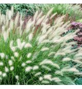 Pennisetum alopecuroides ´Hameln´