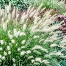 Pennisetum alopecuroides ´Hameln´