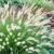 Pennisetum alopecuroides ´Hameln´