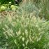 Pennisetum alopecuroides ´Hameln´