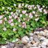 Geranium x cantabrigiense ´Biokovo´