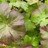 Geranium x cantabrigiense ´Biokovo´