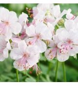 Geranium x cantabrigiense ´Biokovo´