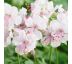 Geranium x cantabrigiense ´Biokovo´ 9x9 / 0,5L