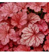 Heuchera 'Berry Smoothie' ®