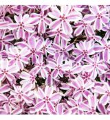 Phlox subulata ´Candy Stripes´