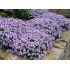 Phlox subulata 'G.F. Wilson'