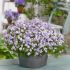 Phlox subulata 'G.F. Wilson'