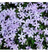 Phlox subulata 'G.F. Wilson'