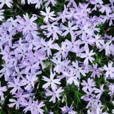 Phlox subulata 'G.F. Wilson'