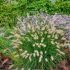 Pennisetum alopecuroides ´Little Bunny´