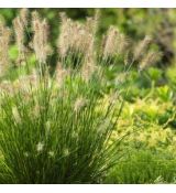 Pennisetum alopecuroides ´Little Bunny´