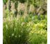 Pennisetum alopecuroides ´Little Bunny´ 9x9 / 0,5L