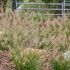 Pennisetum alopecuroides ´Little Bunny´