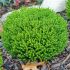 Hebe 'Emerald Green´
