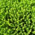Hebe 'Emerald Green´