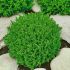 Hebe 'Emerald Green´