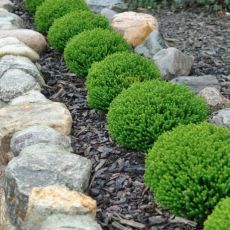Hebe 'Emerald Green´