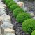 Hebe 'Emerald Green´