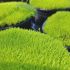 Sagina subulata ´Lime Moss´