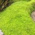 Sagina subulata ´Lime Moss´