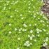 Sagina subulata ´Lime Moss´