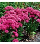 Sedum ´Mr.Goodbud´®