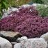 Sedum ´Sunsparkler Cherry Tart´ ®
