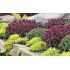 Sedum ´Sunsparkler Cherry Tart´ ®