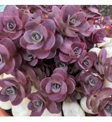 Sedum ´Sunsparkler Cherry Tart´ ®