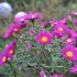 Aster dumosus 'Island Bahamas' ®