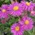 Aster dumosus 'Island Bahamas' ®