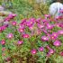 Aster dumosus 'Island Bahamas' ®