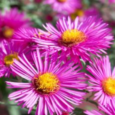 Aster dumosus 'Island Bahamas' ®