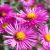 Aster dumosus 'Island Bahamas' ®