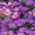 Aster dumosus 'Island Tonga' ®