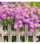 Aster dumosus 'Island Tonga' ®